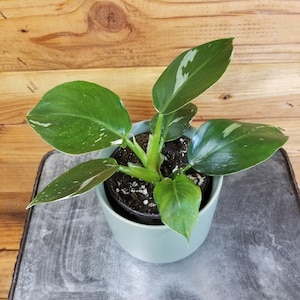 Philodendron White Wizard, 4&quot; Plant