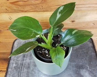 planta philodendron Philodendron Selloum main image 1