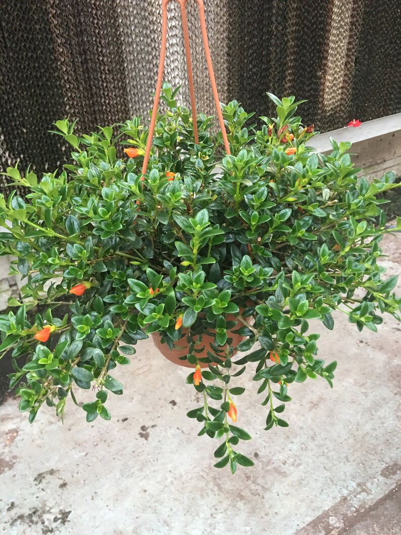 Goldfish Christmas Holly Cuttings 5 Etsy