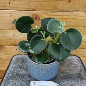 Peperomia Incana, 4" Plant