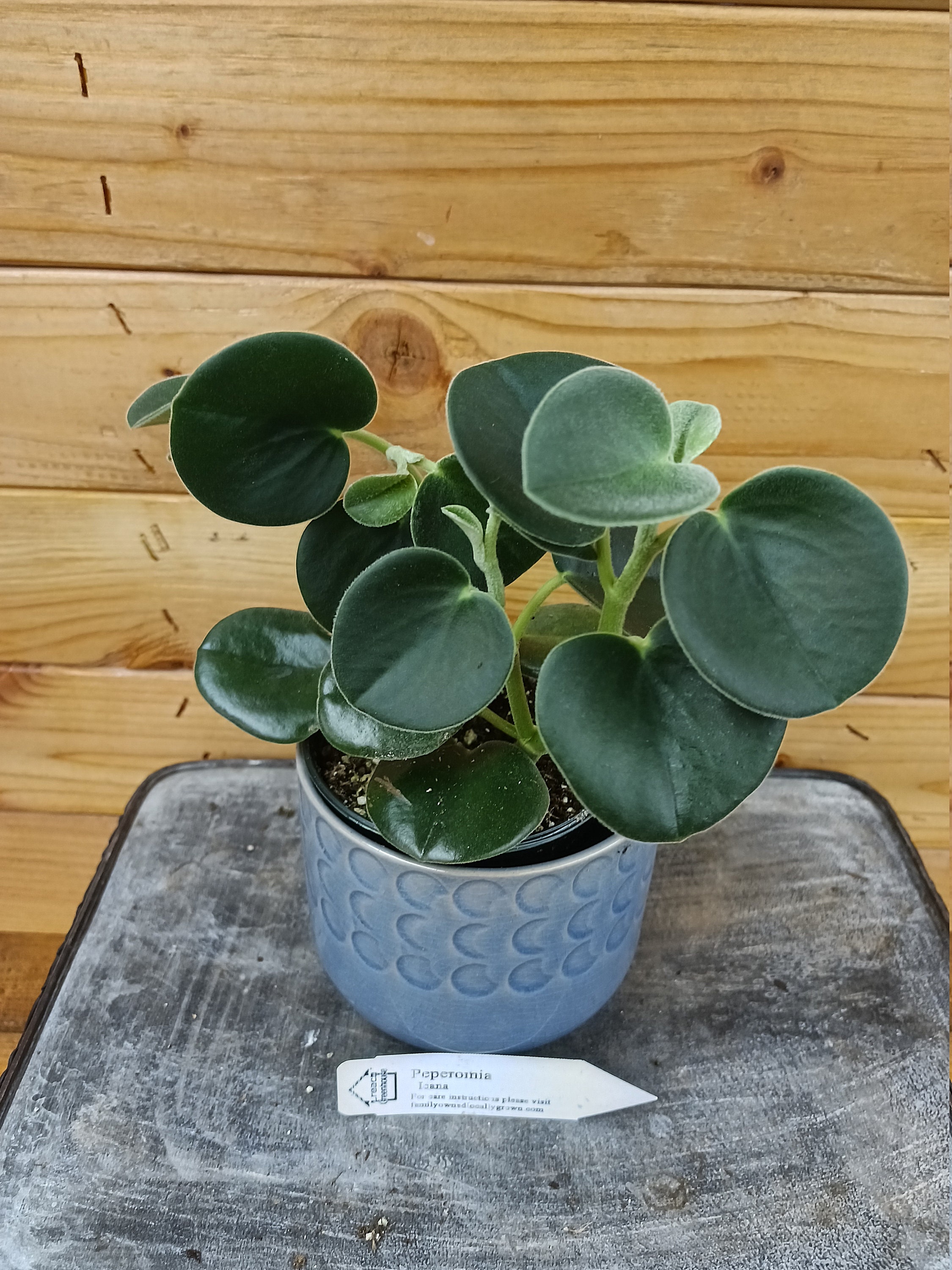 Peperomia Incana, 4" Plant