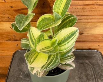 Tradescantia Sillamontana Variegata, planta de 4"