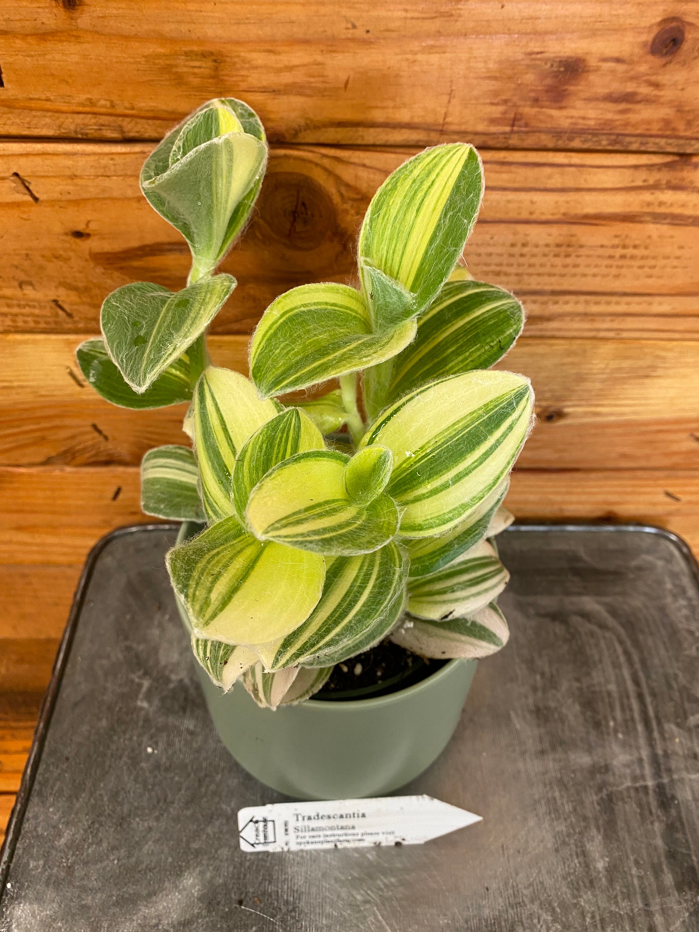 Tradescantia Sillamontana Variegata, 4" Plant - Etsy Israel