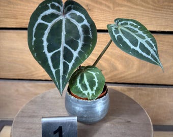 Scott Cohen Anthurium Antolakii (known as BVEP) X NSE Anthurium