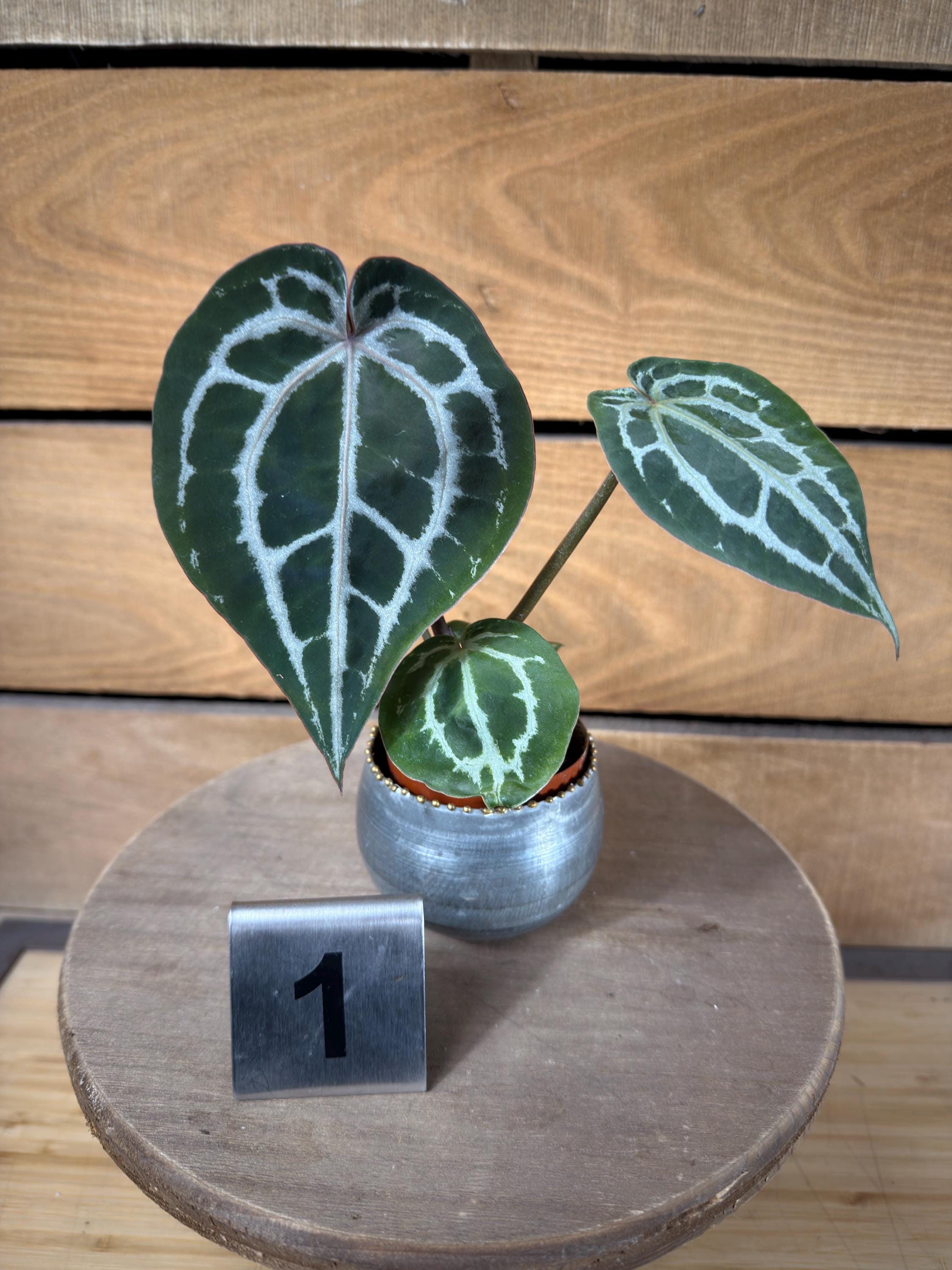 Doc Block Michelle Anthurium - Etsy