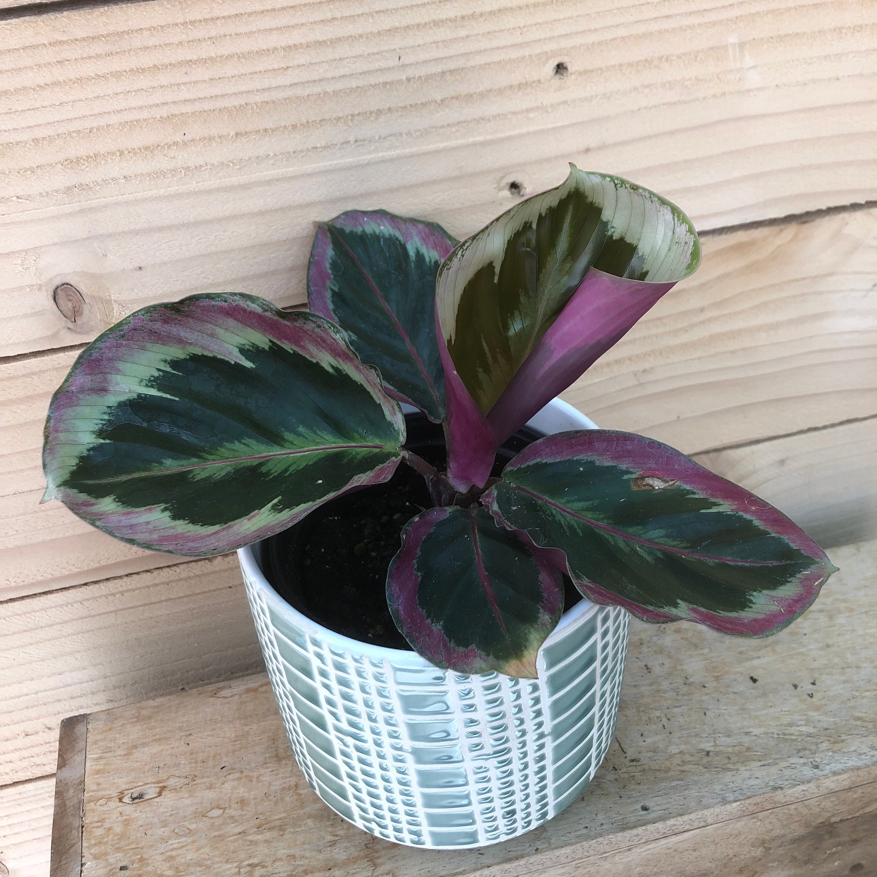 Calathea Shine Star 4 Plant - Etsy
