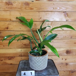 Philodendron Panduriforme - Pick Your Plant, 6" Plant