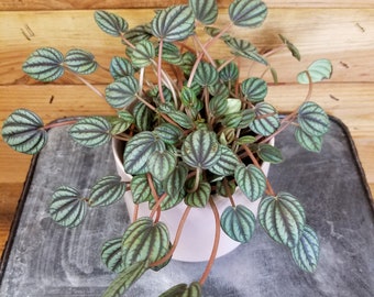 Peperomia Piccolo Banda, 4" Plant