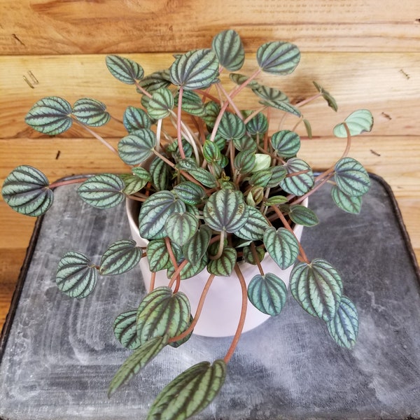 Peperomia Piccolo Banda, 4" Plant