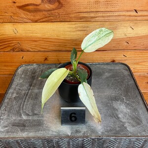 Philodendron Florida Ghost - Pick Your Plant, 2" Plant