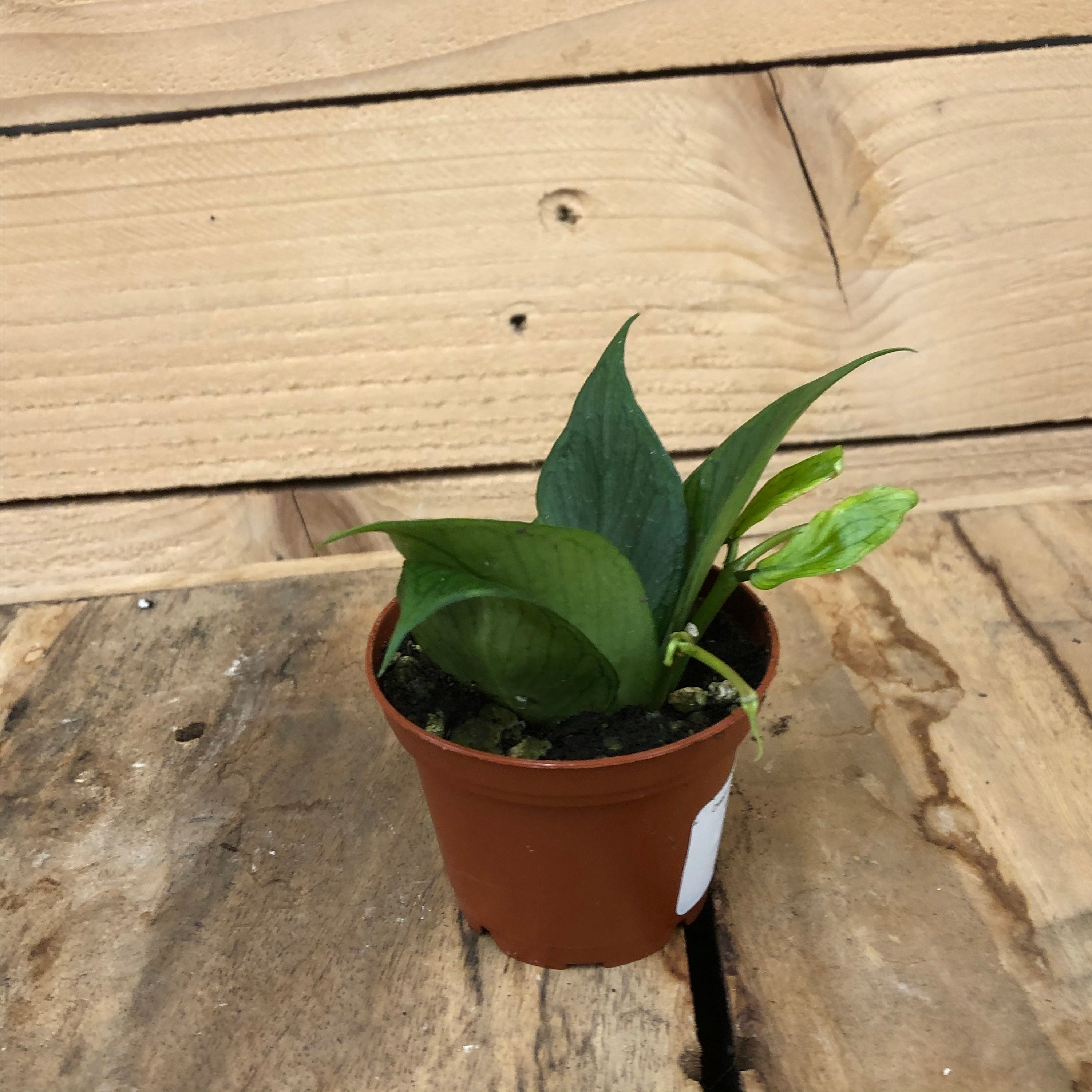 Hoya Polyneura, 2"  Plant