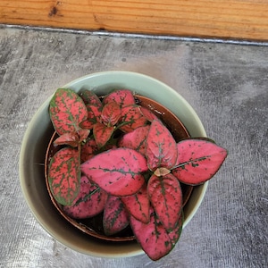Hypoestes Polka Dot Plant Red Splash, 2&quot; Plant