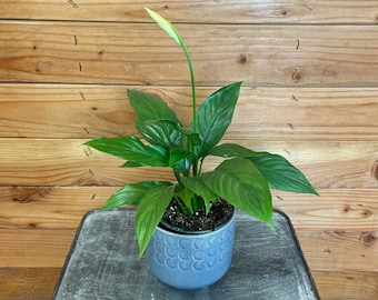 Spathiphyllum Compacto, 4&quot; Plant