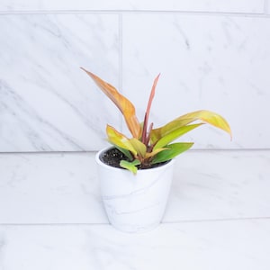 May include: A small houseplant with variegated leaves in shades of orange, yellow, and green, potted in a white ceramic container with a subtle grey marble pattern. The plant features pointed, elongated foliage and reddish stems.