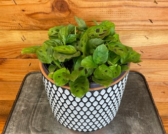 Maranta Leuconeura Miniature, 6" Plant