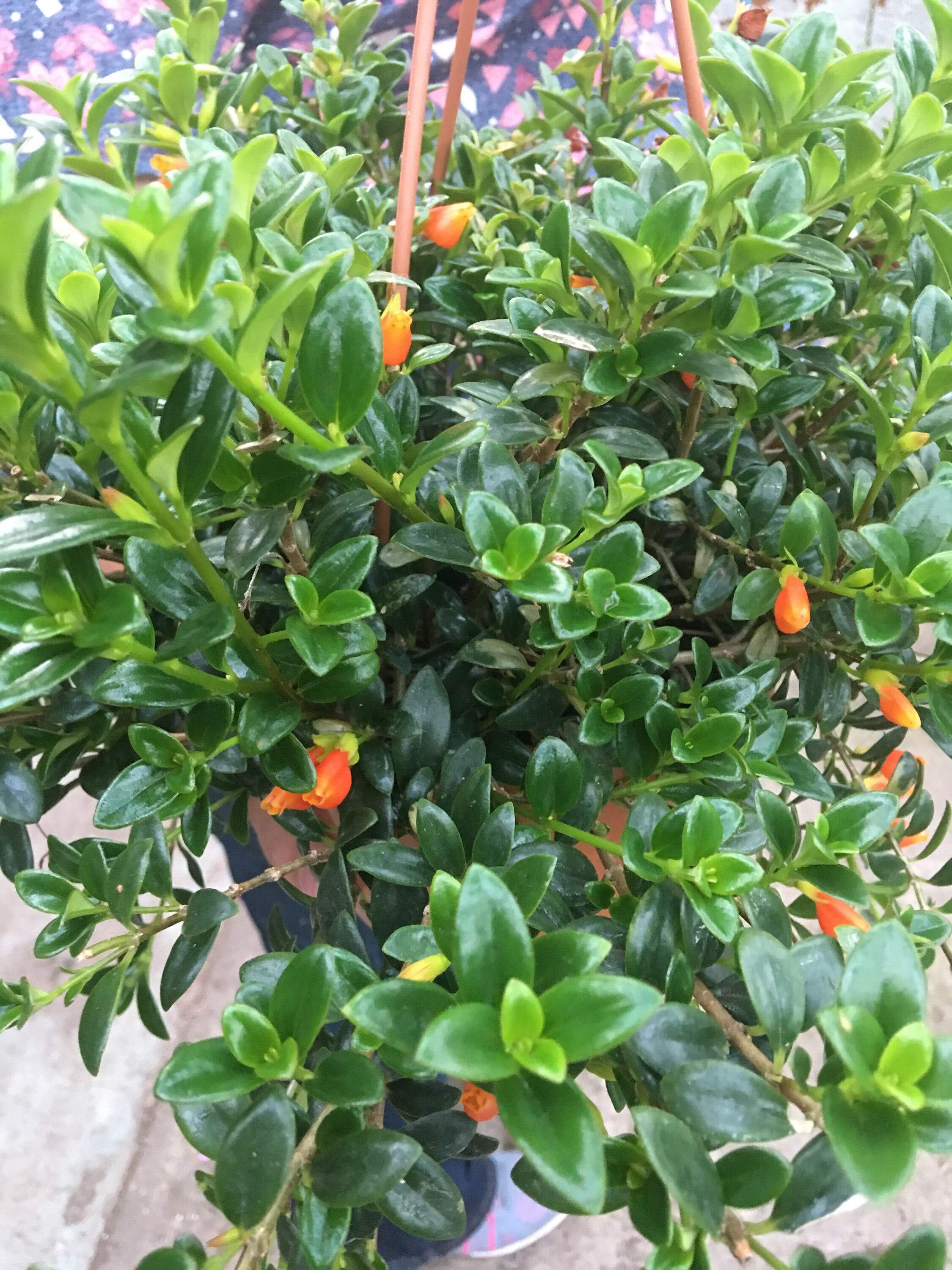 Goldfish Christmas Holly Cuttings 5 Etsy