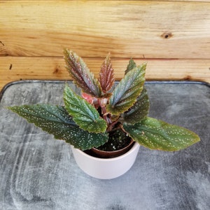 Begonia Angel Wing Benigo Pink, 2&quot; Plant