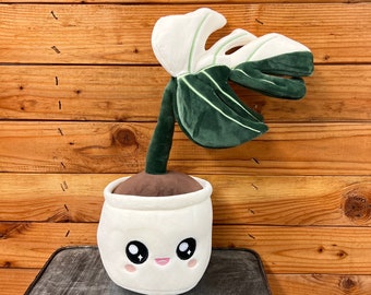 Monstera Albo Plush