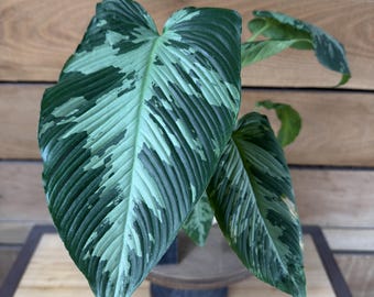 Schismatoglottis Neoguineensis - Pick Your Plant, 4" Plant
