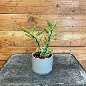 Pedilanthus Tithymaloides Variegata Devil's Backbone, 2 Plant image 2