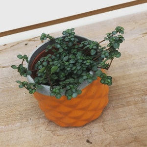 Pilea Silver Baby Tears, 2" Plant