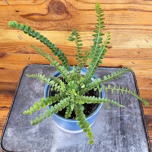 May include: A vibrant green fern plant with long, slender fronds featuring small, rounded leaflets. The plant is potted in a cylindrical ceramic container that transitions from a deep blue glaze at the top to a solid white base.