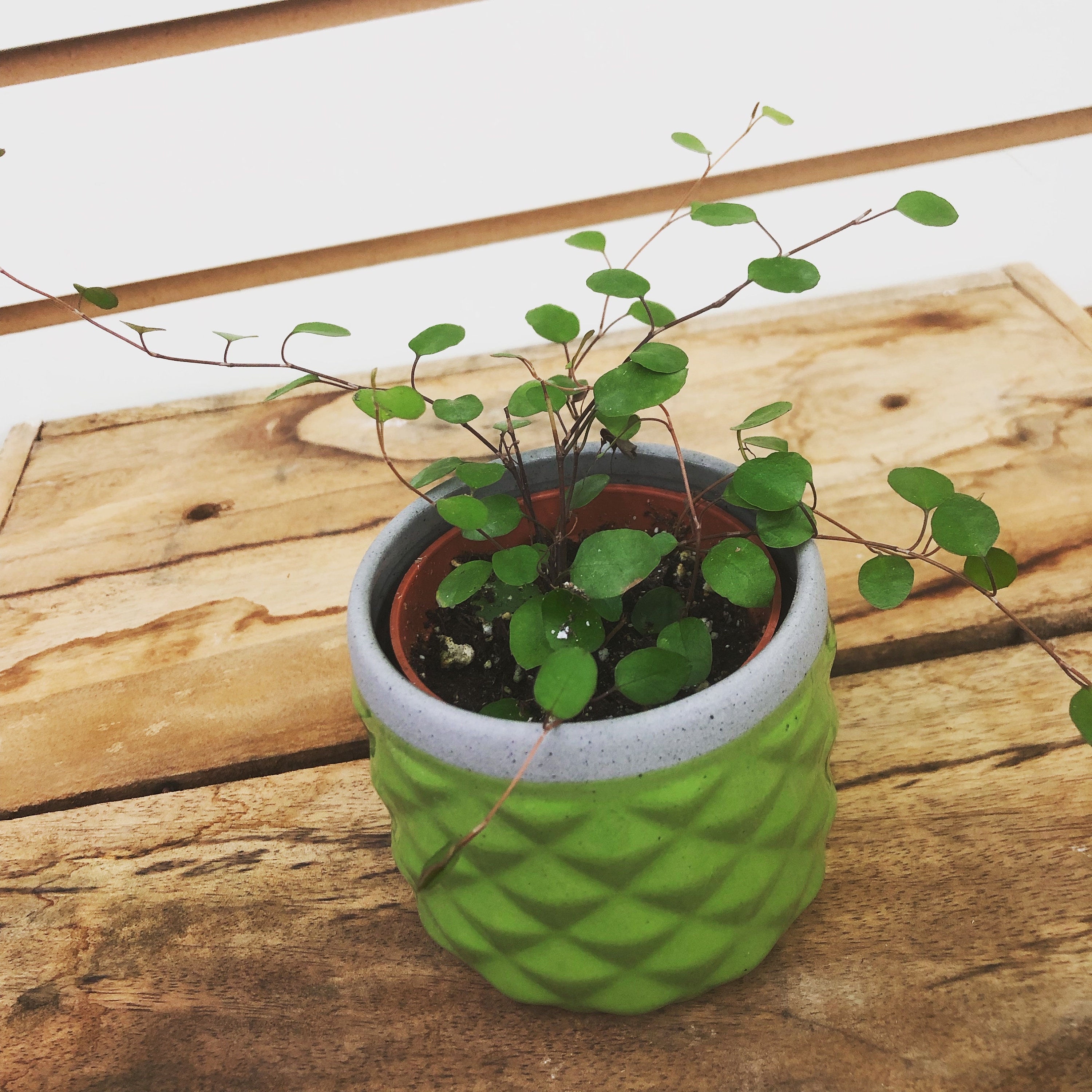 Maidenhair Vine, 2" Plant