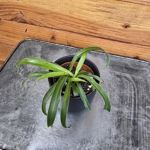 Chlorophytum Green Bonnie Spider, 2" Plant