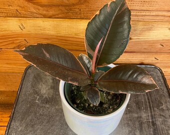 Ficus Tineke, 4" Plant