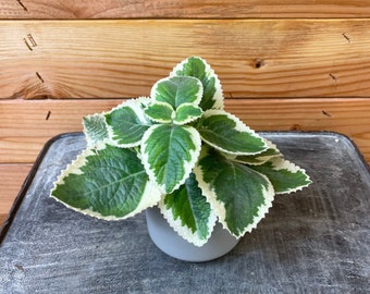 Plectranthus Variegated, 2" Plant