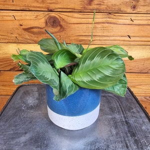 Maranta Leuconeura Silver Band, 4&quot; Plant