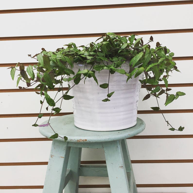 Tahitian Bridal Veil Hanging Plant 6 Etsy