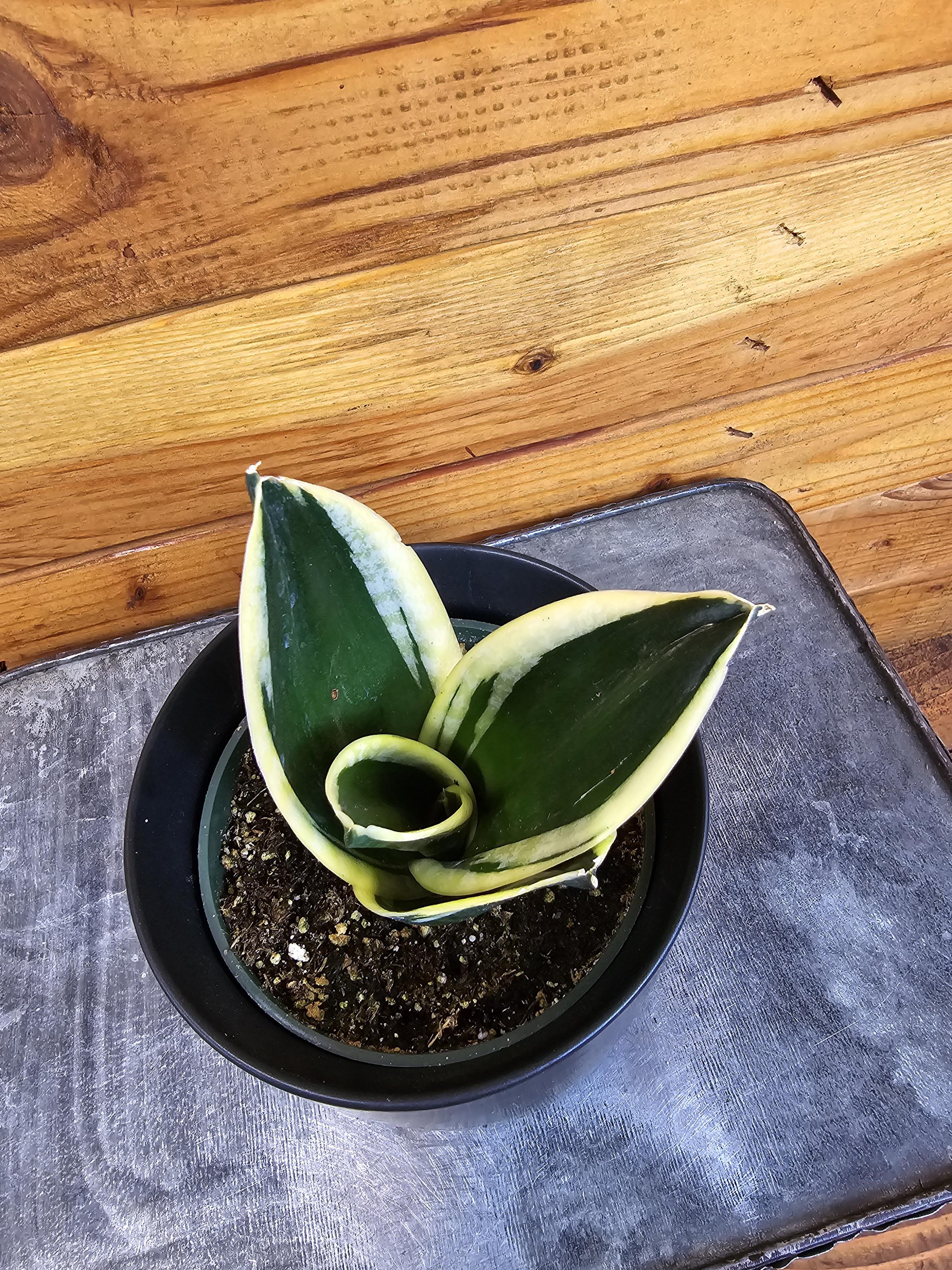 Sansevieria Jade Pagoda Hahnii 4" Plant