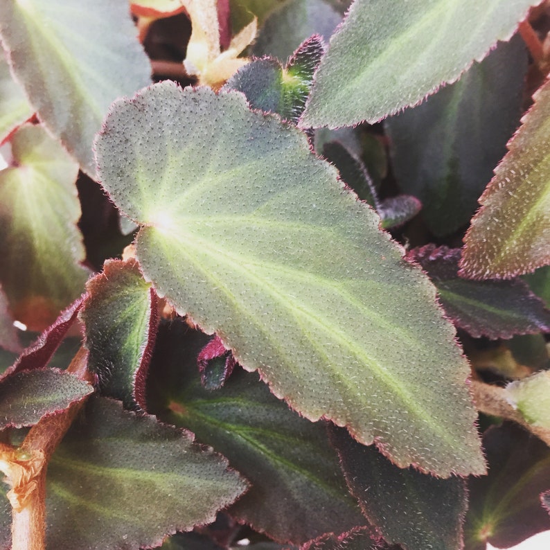 Begonia brasileña Lady Angel Wing, esquejes x3 imagen 3