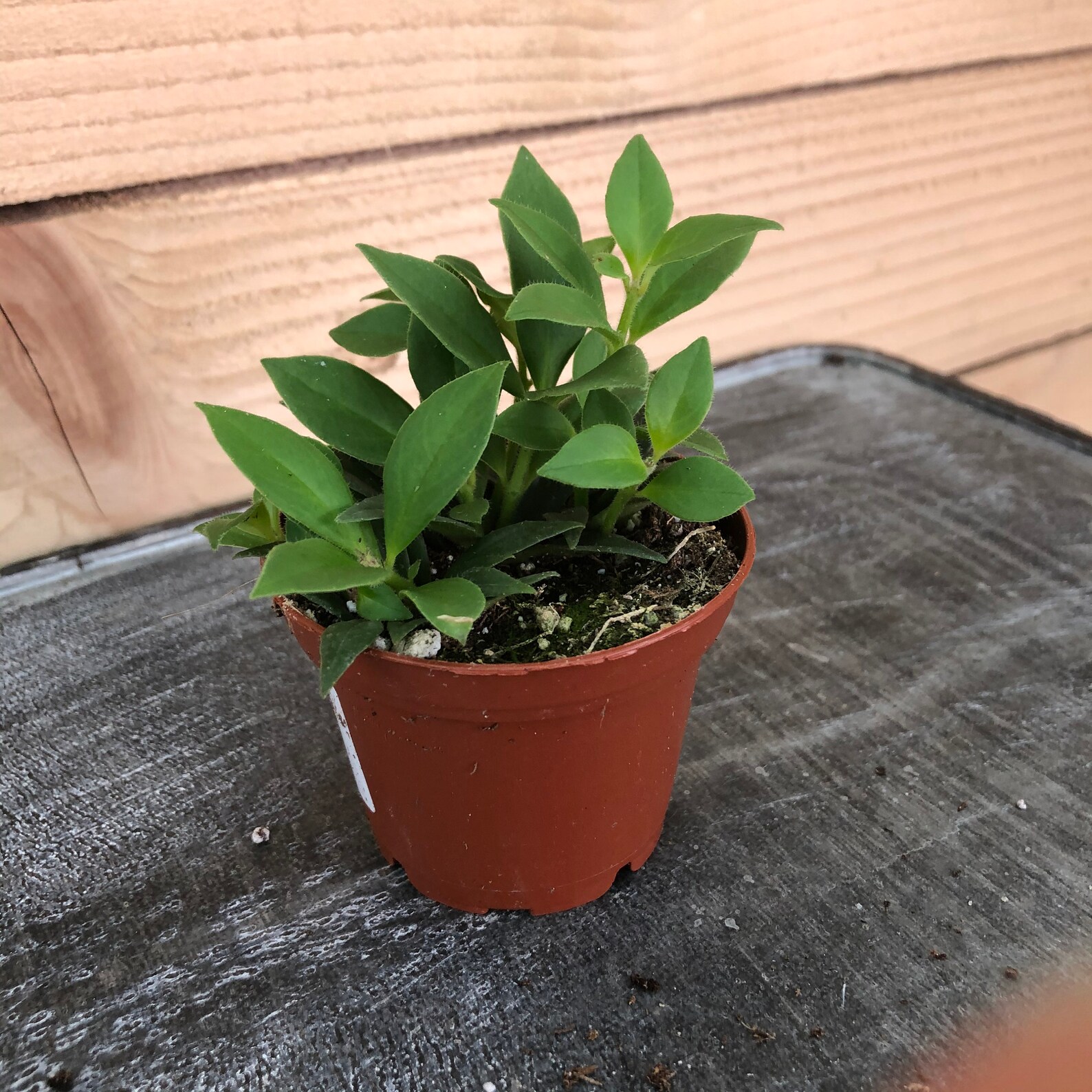 Aeschynanthus Lipstick Purple Star 2 Plant Etsy