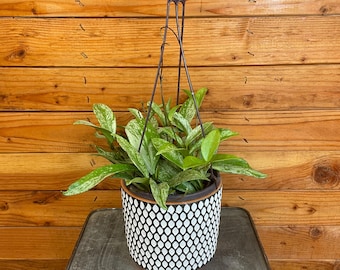 Hoya Pubicalyx Splash, 6" Plant