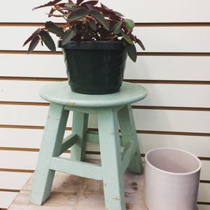 Begonia brasileña Lady Angel Wing, esquejes x3 imagen 7