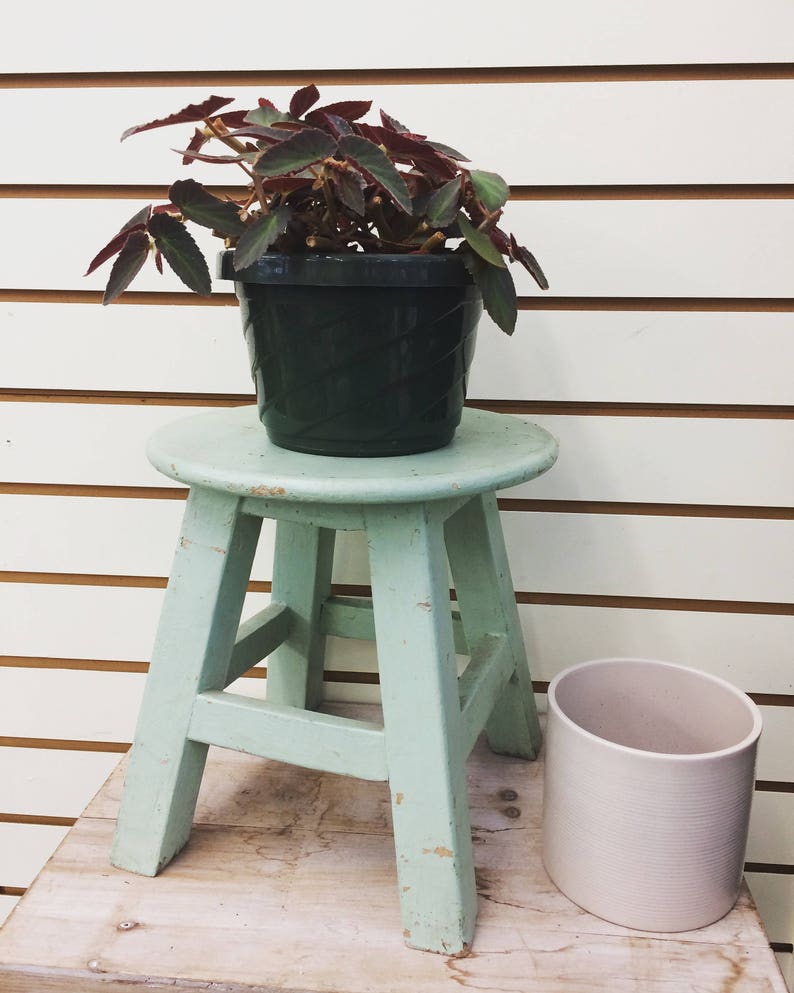 Begonia brasileña Lady Angel Wing, esquejes x3 imagen 7