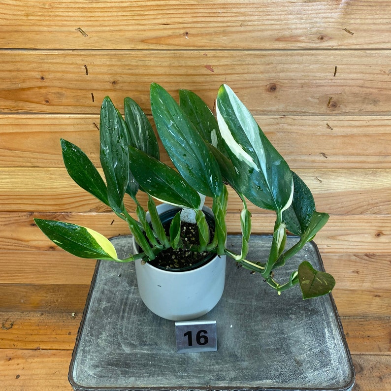 Monstera standleyana Albo Variegata, 4' Plant 