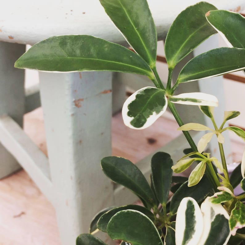 Schefflera arboricola �Moondrop� Plant 6 Etsy