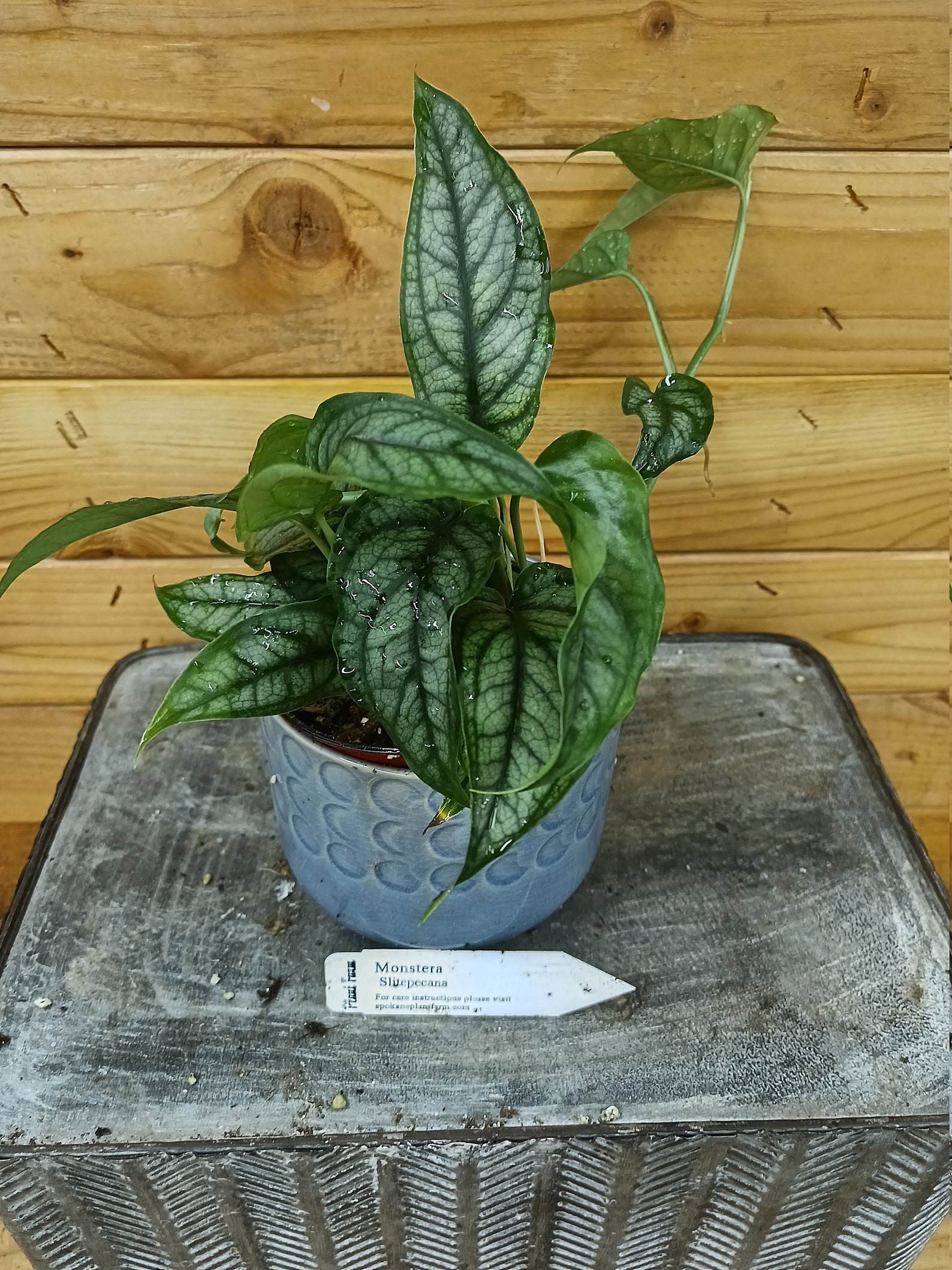 Monstera Siltepecana 4 Plant Etsy