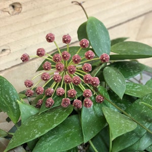 Hoya Gracilis, 4&quot; Plant