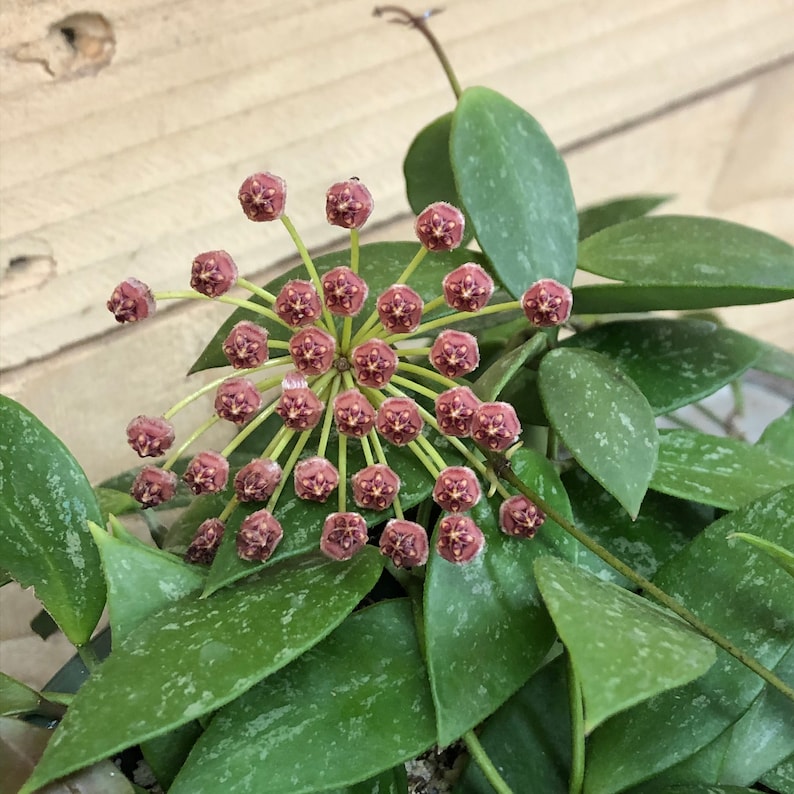 The Plant Farm Hoya Gracilis