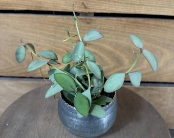 Hoya Nummularioides Silver, 2" Plant
