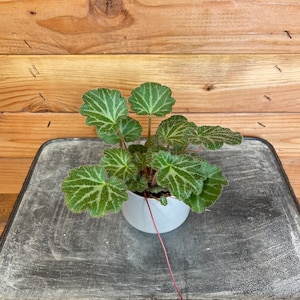 Begonia Strawberry, 2&quot; Plant