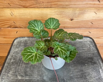 Begonia Strawberry, 2" Plant