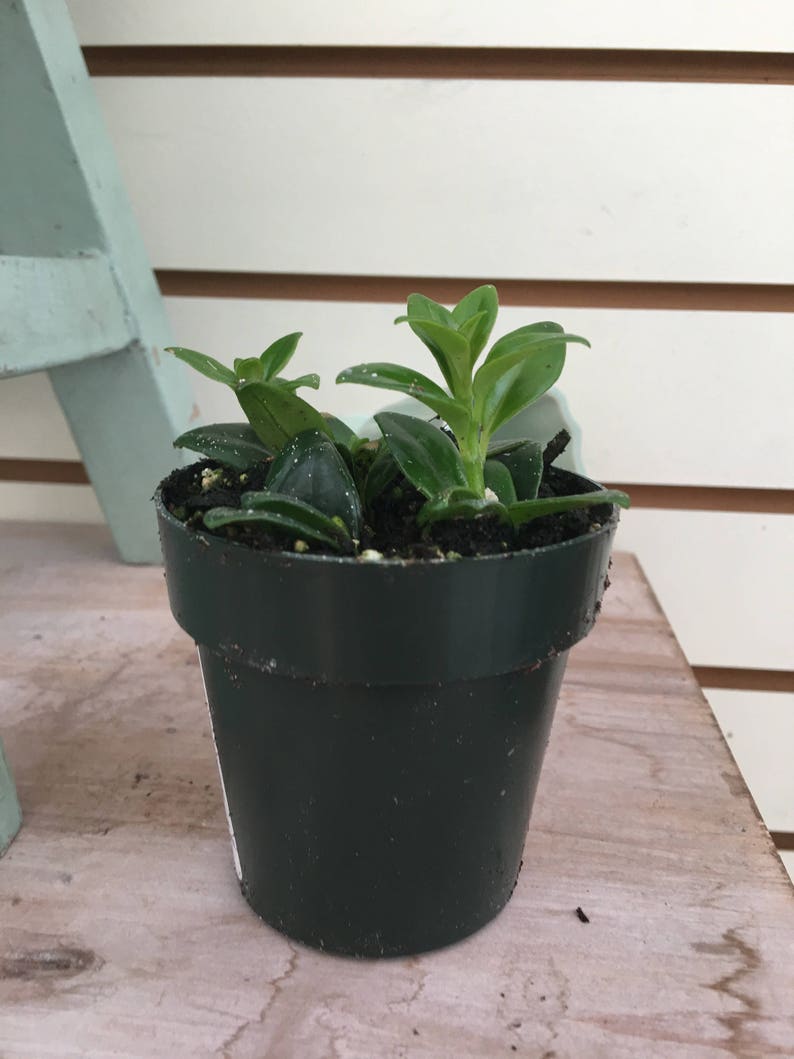 Columnea Goldfish Christmas Holly 2 plant Etsy