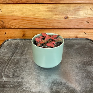 Fittonia Red Flame, 2&quot; Plant
