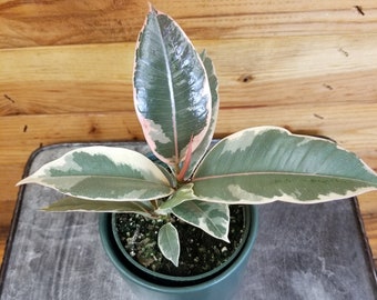Ficus Tineke, 4" Plant
