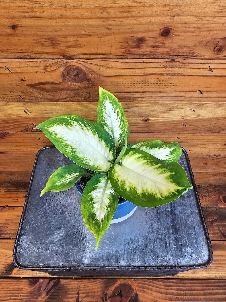 Dieffenbachia Compacta - Thumbnail 3